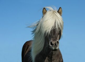 Ile koni daje wydech?